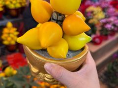 -越秀西湖花市(广州城市广场花卉店)