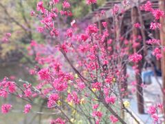 -南汇桃花村