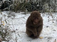 -峨眉山风景名胜区