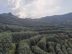 -中国茶叶博物馆(双峰馆区)