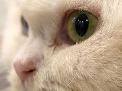 -楼上猫咖(罗湖店)