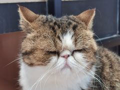 -瞄一喵猫咖(格力海岸店)
