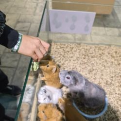 -酷嗒动物文化乐园(cutezoo西溪乐天城店)