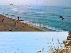 -海驴岛(荣成市)