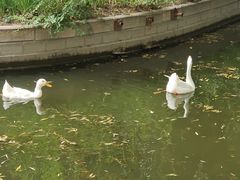 -莲花池公园