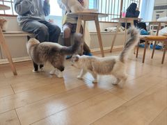 -Let's go狗咖·猫咖·奶狗·桌游(春熙路IFS店)