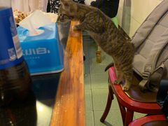-鸿顺老铁锅美蛙鱼府(解放碑店)