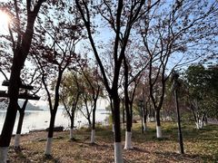 -金鸡湖桃花岛