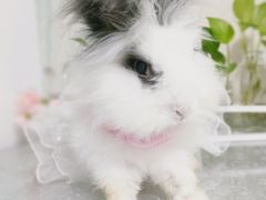 -雨林宠物医院 非犬猫异宠专科