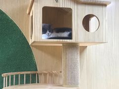 -猫和宫(六道口店)