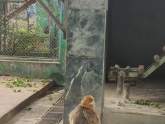 -西安秦岭野生动物园