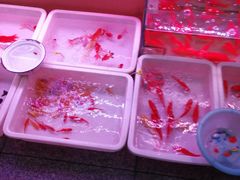 -宝鸡东道花鸟鱼虫市场(吉利花园商场店)
