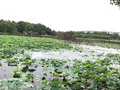 -荷塘月色湿地公园·向阳花洲