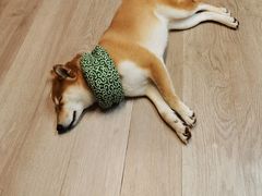 -柴迷FANS CLUB·柴犬狗咖·猫咖