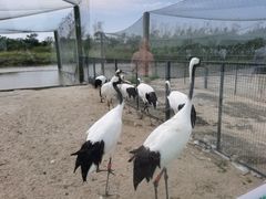 -盐城丹顶鹤湿地生态旅游区