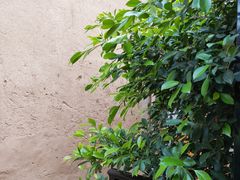 -奈诺甜品·生日蛋糕·下午茶(古城店)