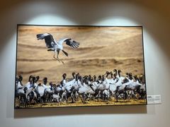 -西藏饭店·亚克·食光自助餐厅