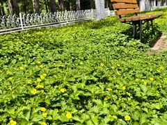 -黑龙江省森林植物园