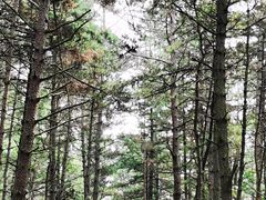 -帽儿山国家森林公园