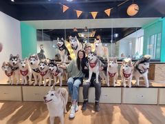 -Husky Go! 哈士奇体验馆·宠物咖啡厅狗咖
