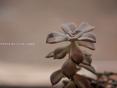 -枫桥边coffee(滨江路店)