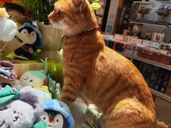 -猫的天空之城概念书店(苏州平江店)