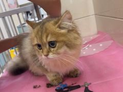 -北京观赏动物医院·24小时大型综合·猫专科·异宠专科