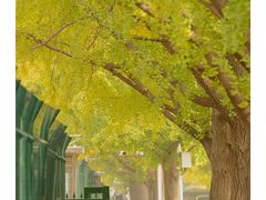 -三里屯东五街银杏大道