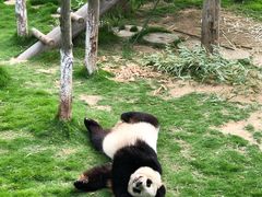 -西霞口神雕山野生动物世界