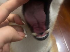 -申普宠物医院·心脏介入·心血管微创(总院)