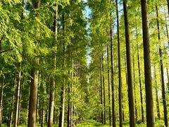 -黄海国家森林公园