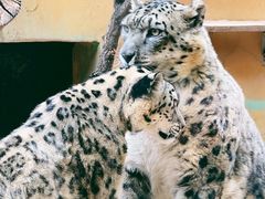 -青藏高原野生动物园