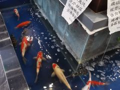 -洞庭家宴·头牌甲鱼(广渠门店)