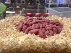 -酷以爬仙阁实体爬宠店·守宫·蜥蜴·专业繁育