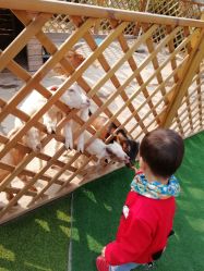 -萌宠亲子动物乐园(槐房万达店)