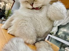 -共舞时光猫咖·狗咖(新街口店)