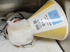 -贝康宠物医院·犬猫全科·小动物特色诊疗中心(东环路店)