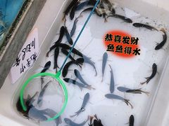 -清平路水族市场