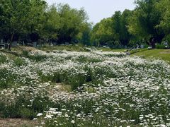 -汉长安城未央宫国家考古遗址公园