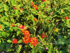 -铁山坪森林公园