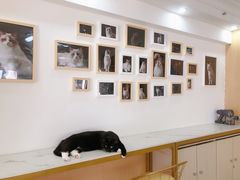 -鼓捣猫呢主题猫咖店