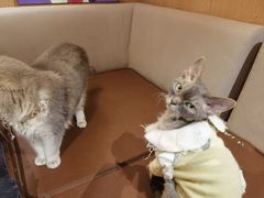 -MOCHA明星猫咖(田子坊店)