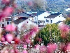 -香雪海