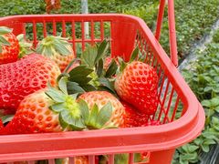 -建德果蔬乐园绪塘草莓基地