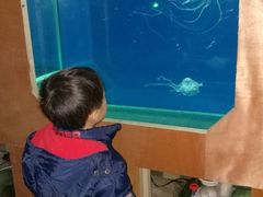 景点&nbsp;&nbsp;&nbsp;各类小水母-嘉兴海底世界