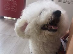 -申普宠物医院·眼科·心内科·影像科(普陀分院)