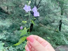 -大岭沟猕猴桃谷风景区