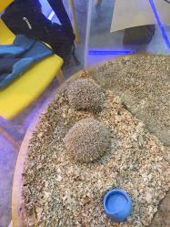 -神奇动物撸宠馆·羊驼·小浣熊·异宠(豫园店)