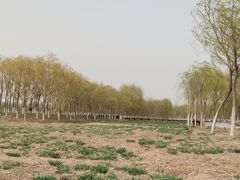 -西青郊野公园