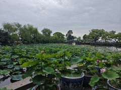 -无锡蠡湖国家湿地公园-蠡园